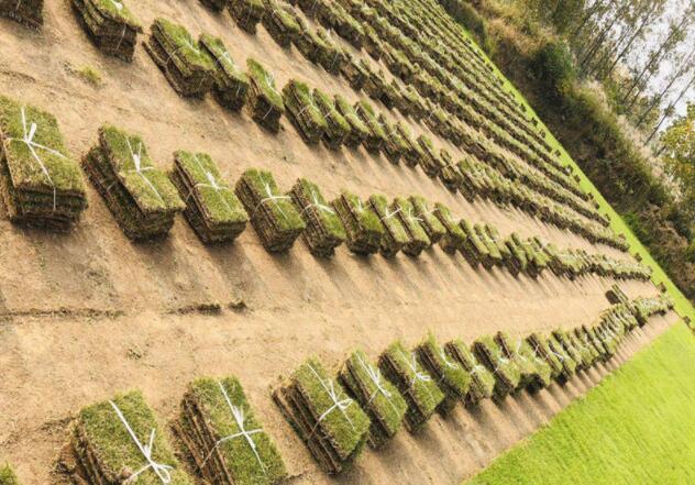 南雪松修剪树形生长更好