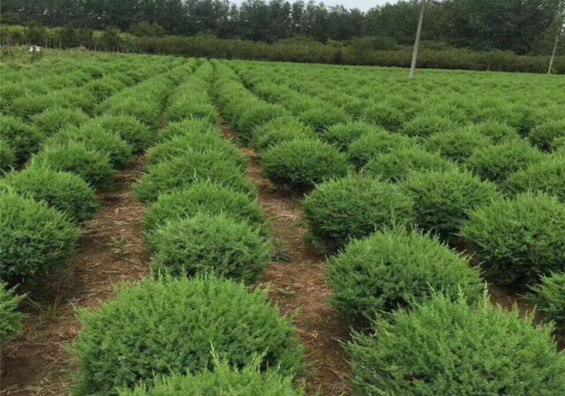 返乡大学生建成彩叶苗木