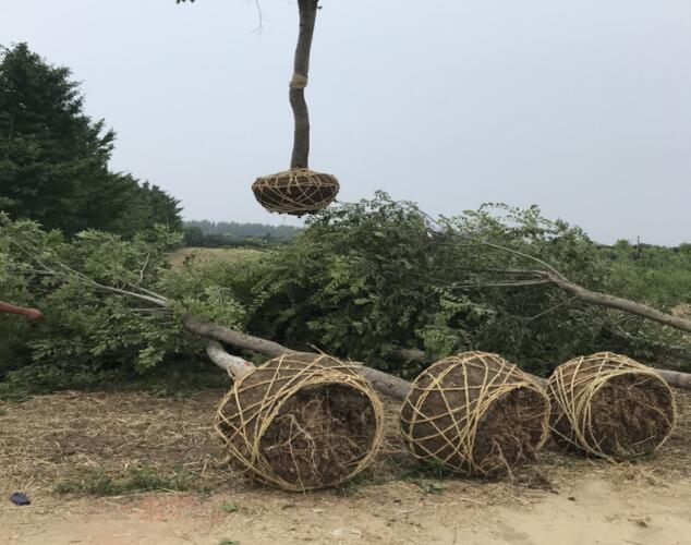 发往河南安阳的15公分朴树装车现