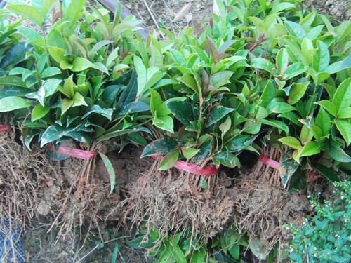 夏季高温要做的苗木养护